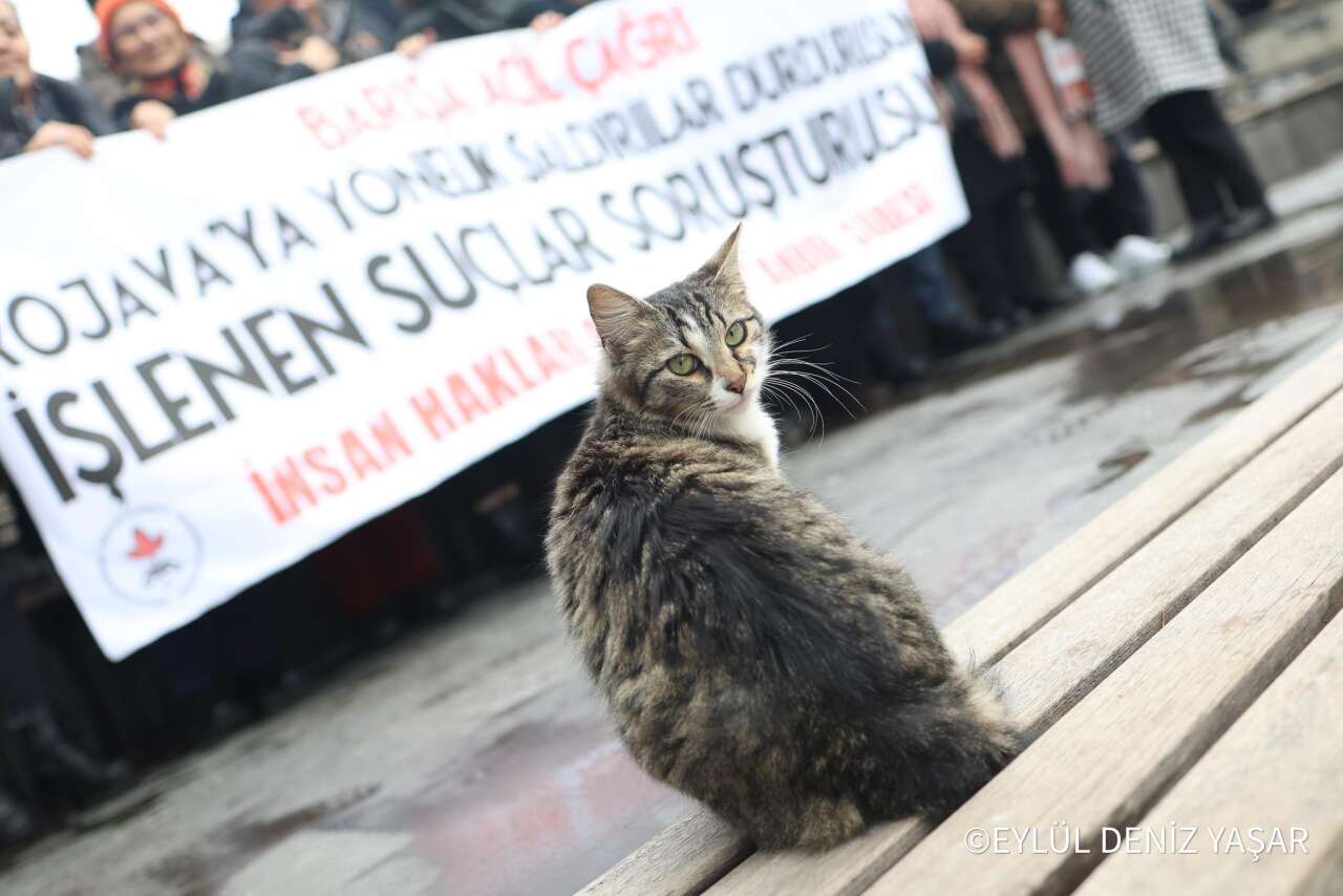 3-kedi